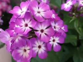 floks-wiechowaty-plomyk-flame-pro-purple-p9-bylina-do-ogrodu