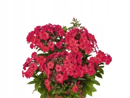 floks-wiechowaty-plomyk-flame-watermelon-p9-rozowo-czerwone-kwiaty-bylina