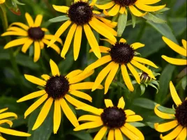 rudbekia-sun-ka-ching-zolta-sadzonka-p9-bylina-do-ogrodu