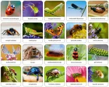 memory-owady-pajaki-polski-stan-nowy