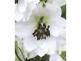 ostrozka-magic-fountains-white-dark-bee-sadzonka-p9-biale-kwiaty