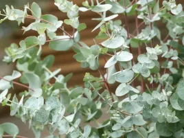 eukaliptus-baby-blue-roslina-do-donic-i-ogrodu-ozdobne-liscie-sadzonka-p9