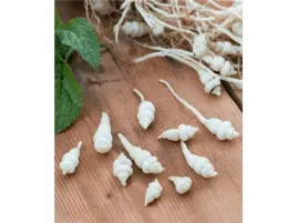 czysciec-bulwiasty-conito-jadalne-bulwy-sadzonka-w-doniczce-p9