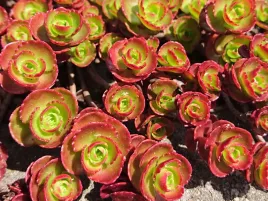 rozchodnik-kaukaski-dragon-s-blood-sadzonka-p9-plozacy-kolorowy