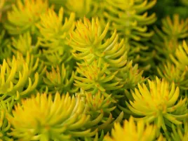 rozchodnik-angelina-sadzonka-p9-niski-zolty-na-skalniaki