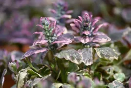 dabrowka-rozeslana-burgundy-glow-ajuga-reptans
