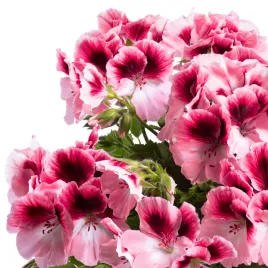 pelargonia-angielska-grandiflorum-aristo-romance-rozowe-sadzonki