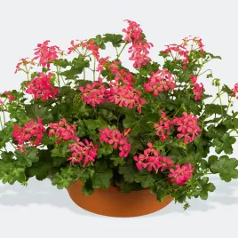 10-szt-pelargonia-bluszczolistna-zwisajaca-malinowa-pelargonium-peltatum