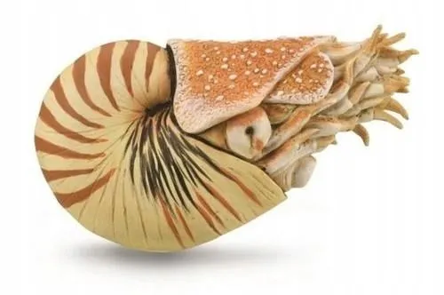 nautilus-pompilius