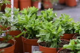 floks-wiechowaty-famous-white-phlox-paniculata