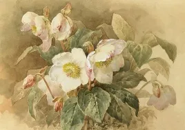 karnet-st424-b6-koperta-ciemiernik-bialy