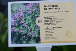 bodziszek-korzeniasty-czakor-geranium-macrorrhizum