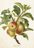karnet-st422-b6-koperta-jablon