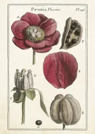 karnet-st426-b6-koperta-piwonie