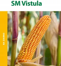 kukurydza-sm-vistula-hr-smolice-fao-210-220-na-ziarno-srednio-wczesna