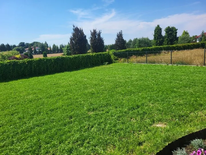 trawa-na-tereny-suche-odporna-na-susze-nasiona-na-gleby-suche-50m2-1kg-maksymalny-obszar-pokrycia-50-m