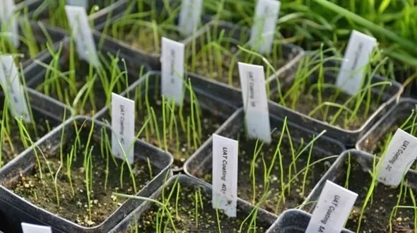 trawa-barenbrug-watersaver-na-susze-odporna-na-tereny-suche-15kg-cechy-charakterystyczne-przyjazne-dla-zwierzat-proste-w-pielegnacji