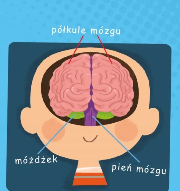 mozg-autor-wojciech-grajkowski