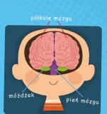 mozg-autor-wojciech-grajkowski
