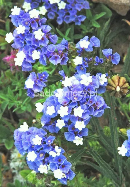 lawenda-lekarska-styl-ogrod-wiejski-cykl-rozwojowy-rosliny-jednoroczna