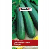 cukinia-soraya-plantico