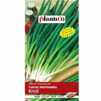 cebula-siedmiolatka-kroll-plantico