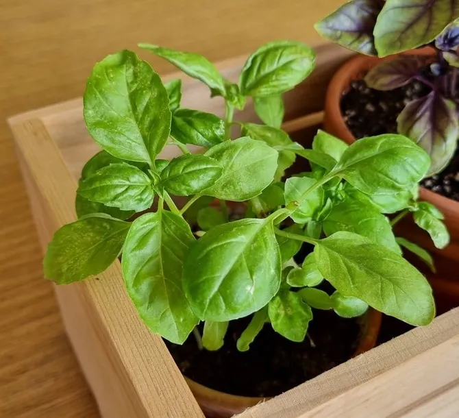 bazylia-wlasciwa-kod-producenta-plantico