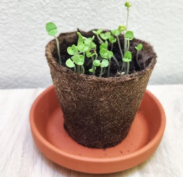 bazylia-wlasciwa-cechy-charakterystyczne-lubiace-slonce