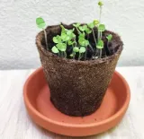 bazylia-wlasciwa-cechy-charakterystyczne-lubiace-slonce