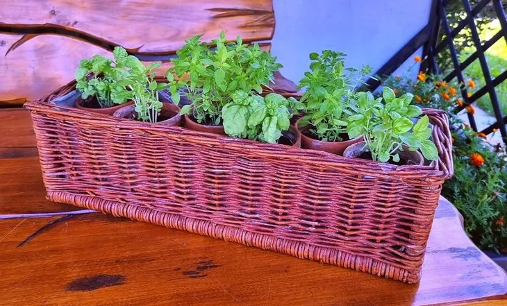 bazylia-wlasciwa-nazwa-lacinska-ocimum-basilicum