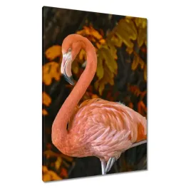 obrazy-70x100-pelikan-w-naturze