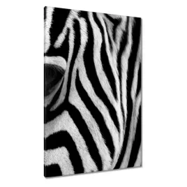 obrazy-80x120-czarno-biale-pasy-zebra