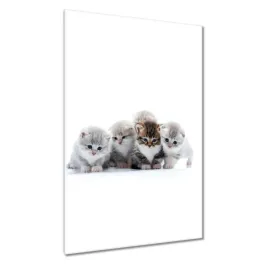 obrazy-80x120-kot-kotek-koty-kicia
