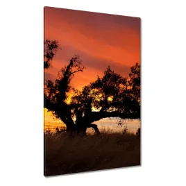 obrazy-80x120-akacja-w-afryce