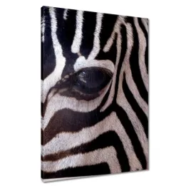 obrazy-50x70-makro-fotografia-zebra