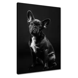 obrazy-50x70-czarny-francuski-buldog