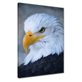 obrazy-50x70-orzel-orli-wzrok-dziub