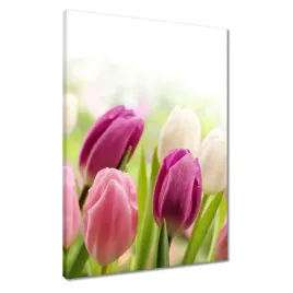 obrazy-50x70-piekne-tulipany