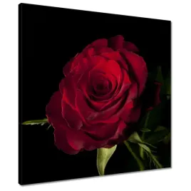 obrazy-50x50-czerwona-roza