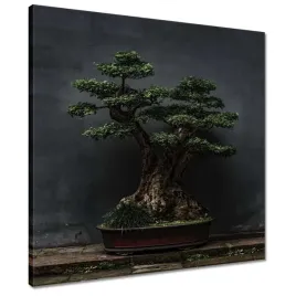 obrazy-50x50-bonsai-drzewko-kultura