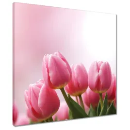 obrazy-50x50-rozowe-tulipany