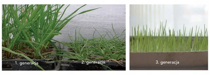 trawa-barenbrug-regeneracyjna-sos-lawn-repair-szybkie-kielkowanie-4kg-przeznaczenie-trawa-dekoracyjna-trawa-ogrodowa-trawa-uniwersalna-inne-mieszanka-traw