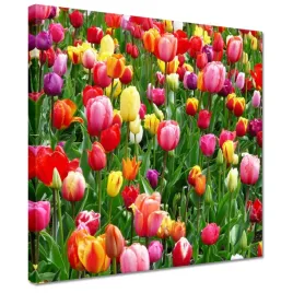 obrazy-30x30-kolorowe-tulipany-na-lace