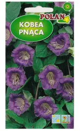 kobea-pnaca-fioletowa-nasiona-kwiatow-6-sztuk-polan