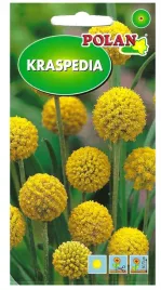 kraspedia-zolta-na-suche-bukiety-nasiona-kwiatow-01g-polan