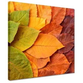 obrazy-30x30-jesienne-kolorowe-liscie-listki-w-kolorach-jesieni