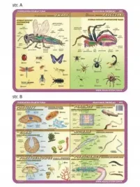 podkladka-edu-052-anatomia-owady-pajeczaki