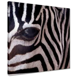 obrazy-40x40-makro-fotografia-zebra