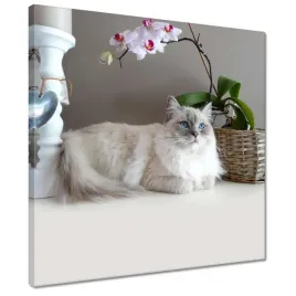 obrazy-40x40-kot-rasy-ragdoll