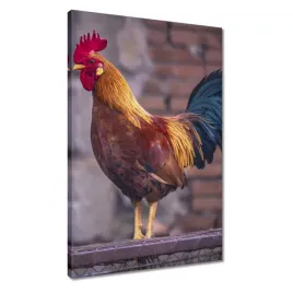 obrazy-40x60-kogut-prawdziwy-wojownik